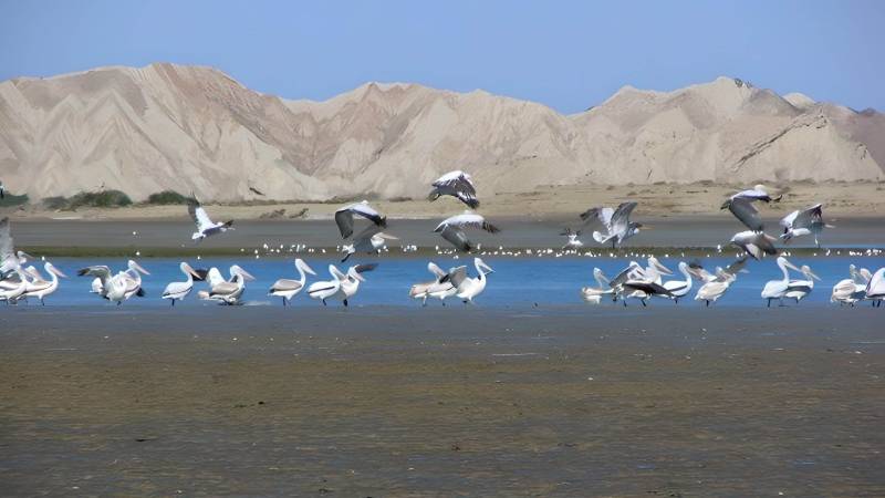 Bird Hunting In Turbat Threatens Local Ecosystem