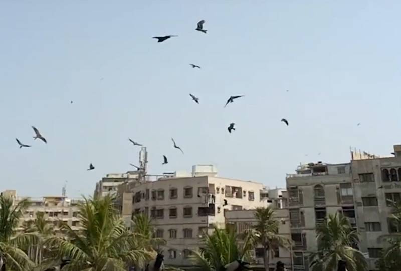 What The Eagles Of Pakistan Tell Us